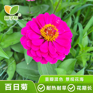 百日菊种子庭院阳台盆栽花卉道路绿化花海花籽耐热抗旱向阳花期长