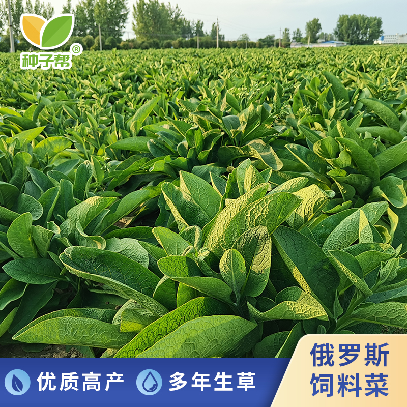 多年生高产高蛋白俄罗斯饲料菜根