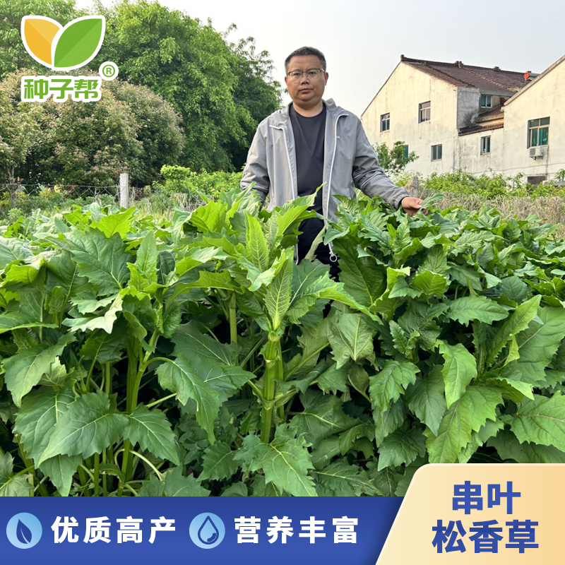 华夏神菊串叶松香草种子