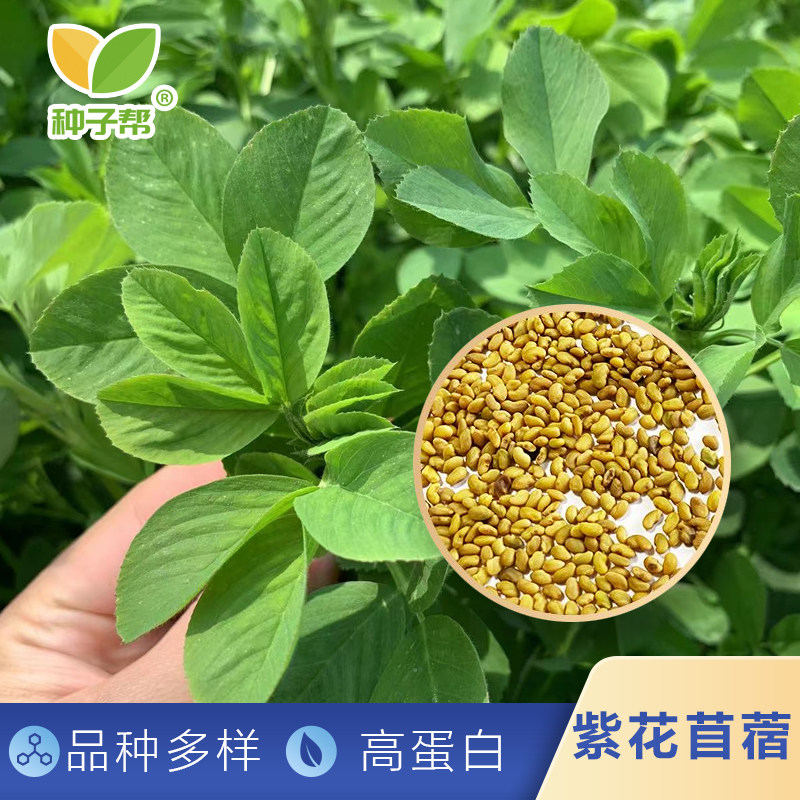 大叶紫花苜蓿净籽多年生四季蛋白饲草耐寒抗旱耐盐碱养殖牛羊牧草