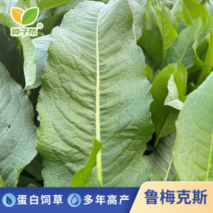食叶草母本鲁梅克斯种子多年生耐寒耐盐碱高蛋白养猪家禽牧草净籽