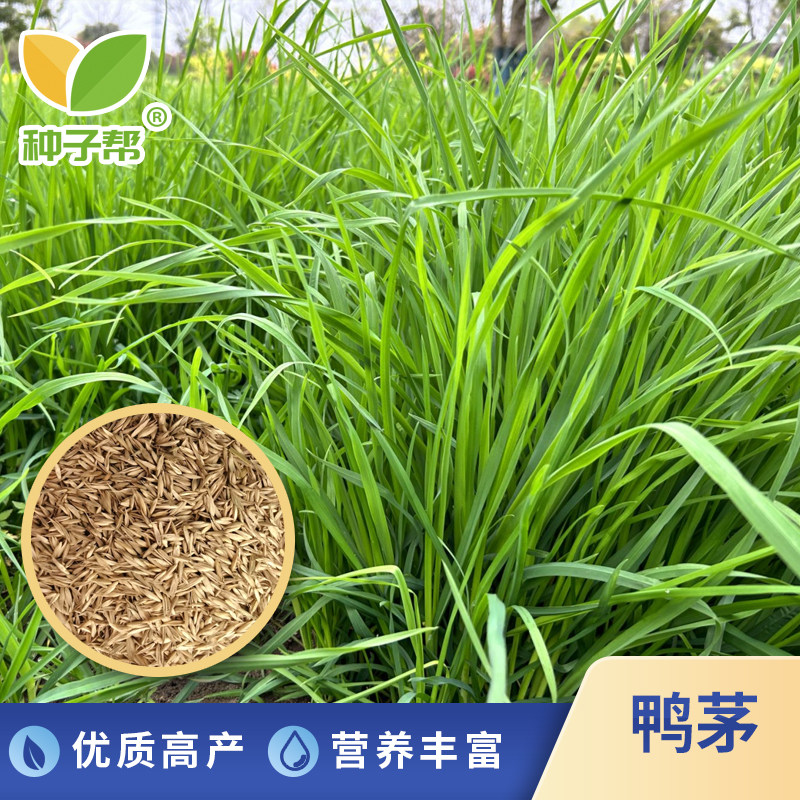 荒山放牧多年生鸭茅种子
