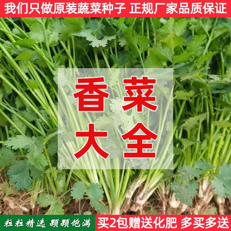 香菜种子芫荽籽阳台盆栽大叶种子