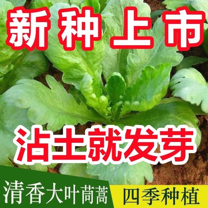 茼蒿菜种子蔬菜种籽多买多赠