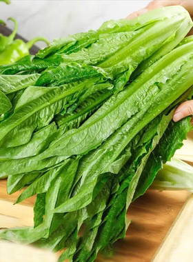 油麦菜种子蔬菜种籽多买多赠