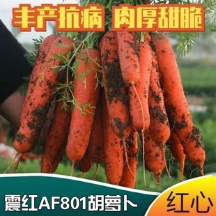 家庭阳台盆栽 震红801胡萝卜种子高产水果胡萝卜合集营养丰富四季