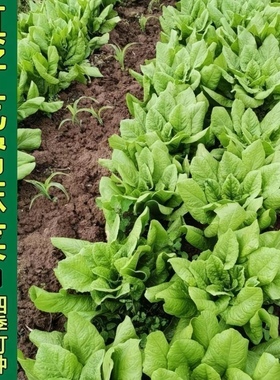 皱叶莴麻菜种子四季秋冬季蔬菜种子圆形鸡窝菜香圆叶油麦菜鸡菜