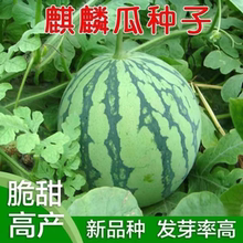 西瓜种子大全春夏可播易种植高产大红宝地雷西瓜种籽家庭阳台盆栽