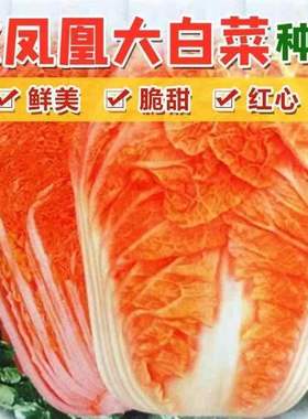 火凤凰白菜种子红色脆甜红心抗病高钙高产红心白菜营养蔬菜种子