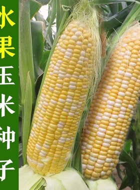 金银双色水果玉米种子昕禾721种籽禾之润香甜牛奶香原装正品种籽