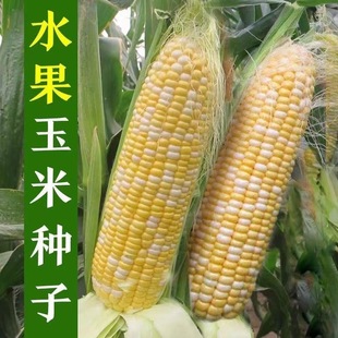金银双色水果玉米种子昕禾721种籽禾之润香甜牛奶香原装 种籽 正品