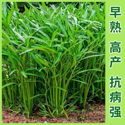 空心菜种子合集四季可播耐热高产