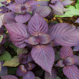 紫苏种籽春秋季蔬菜水晶双面紫色苏子种籽特菜四季清香绿苏农家