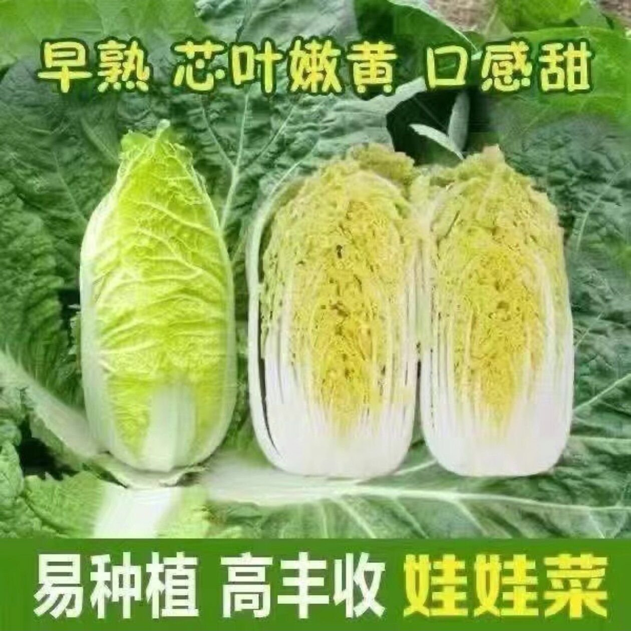 京研京春娃4号娃娃菜种易种速生图片