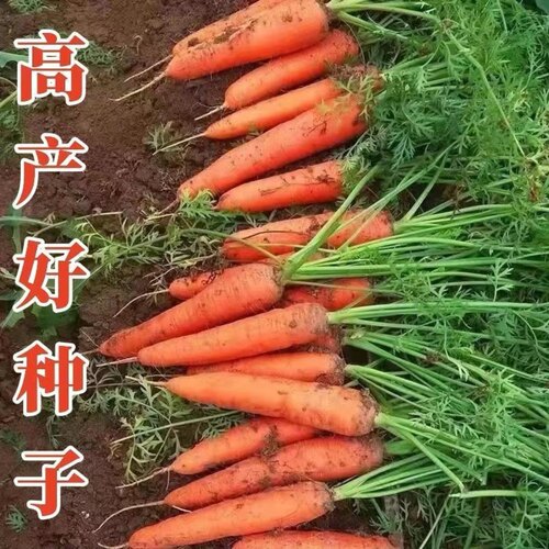 高产抗病水果胡萝卜种子适应性广