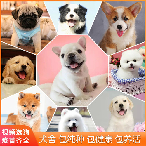 雪纳瑞幼犬价格 雪纳瑞幼犬图片 星期三