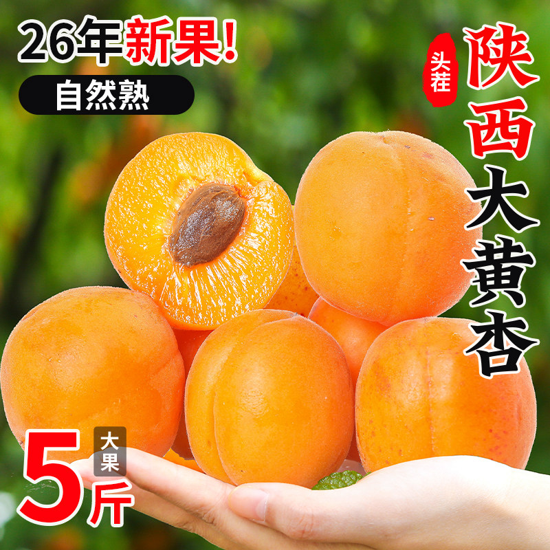 陕西大黄杏金太阳5斤应当季孕妇酸杏包邮青杏子甜杏新鲜水果整箱3