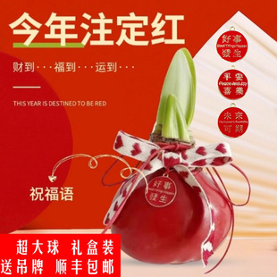 进口朱顶红蜡球大球圣诞节新年送女友进口封蜡懒人装 饰摆件花卉