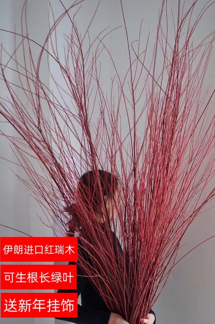 进口伊朗红瑞木红柳鲜切枝条生根长叶水培植物花材客厅公司摆放