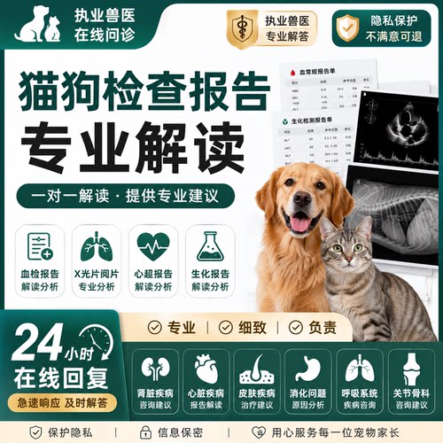宠物医生问诊犬猫生病兽医坐诊