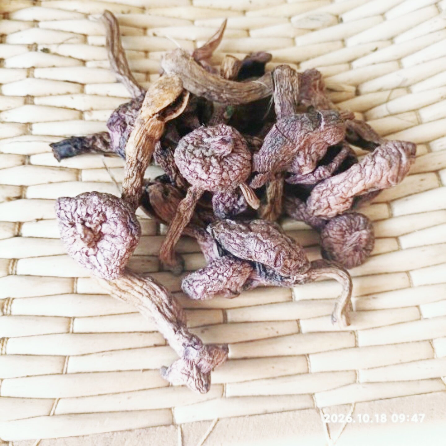 东北野生红菇阿尔山特产鸡血蘑松树伞菌菇类煲汤红蘑野生菌肉蘑新