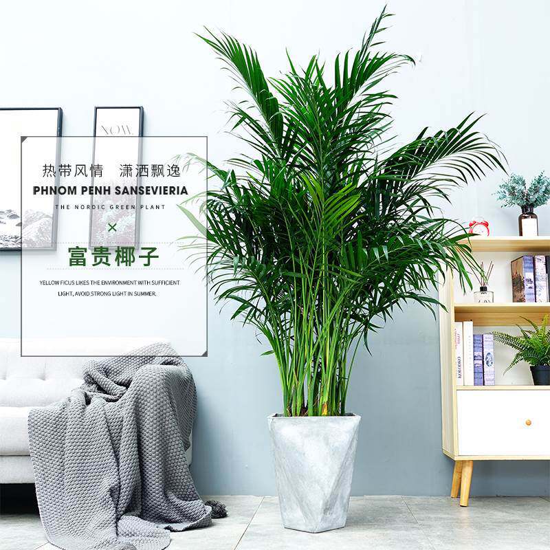 【网红款】富贵椰子盆栽客厅绿植散尾葵植物客厅大型老桩北欧ins