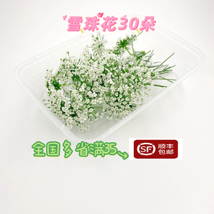 新鲜雪珠花 蕾丝花 酒店西餐摆盘 日料 冷菜点缀蛋糕装饰30小朵