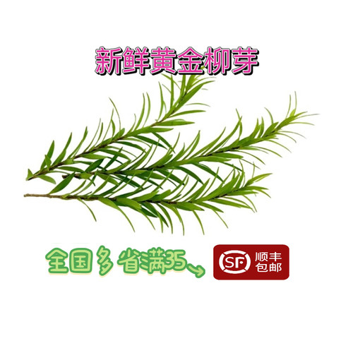 黄金柳芽黄松西餐日料烘培摆盘
