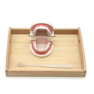 Montessori  Sensory  Brushing Teeth Exercise Wooden Tray Set