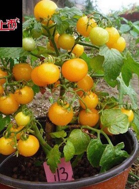 Yellow Tomato Seed garden plant organic Vegetable Seeds Easy
