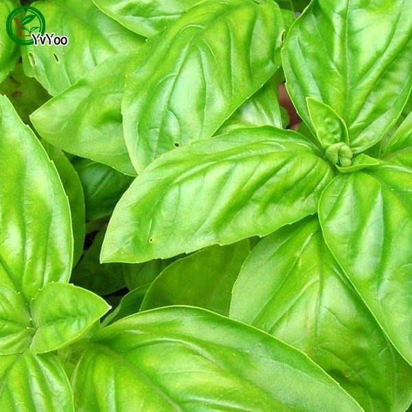 Sweet basil Seeds Bonsai Flower for Indoor Rooms Seed 40 Par