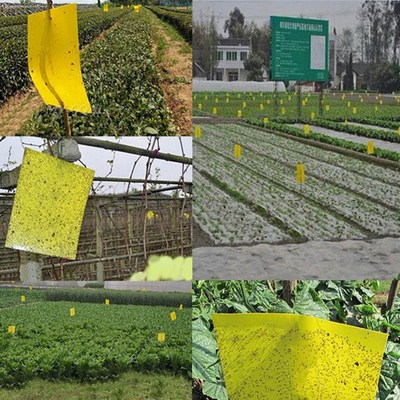 1Pc product specification 25x30cm powerful sticky board gree