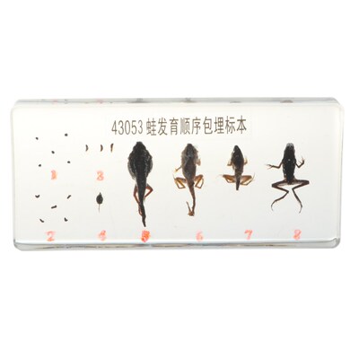 Lifecycle of a Frog Specimens Paperweight Educational Scien