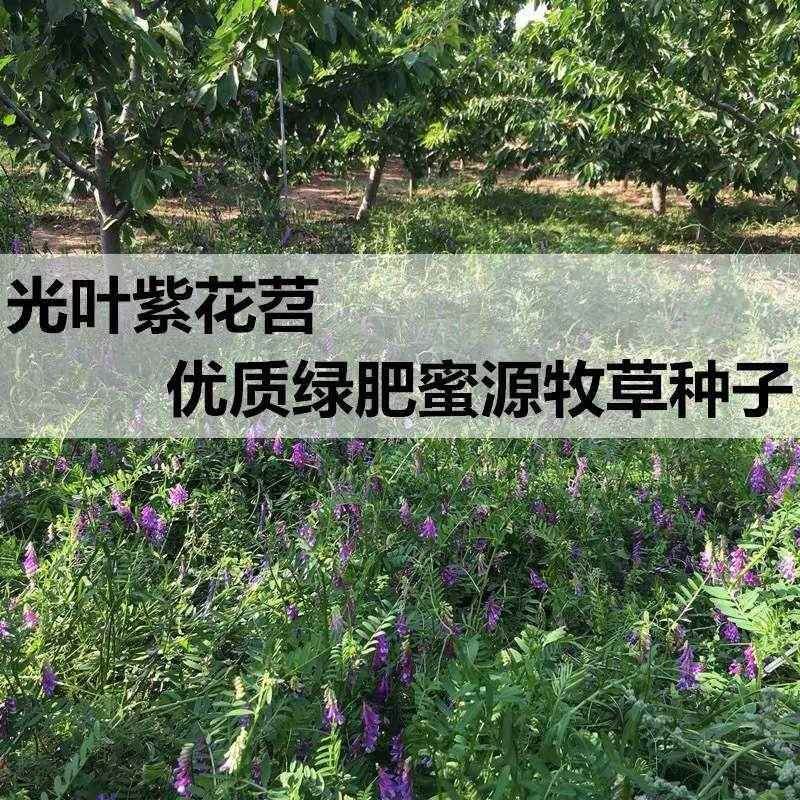 种子紫花苕子苕光叶毛牧草种子优质果园绿肥牧草种子草籽营养丰富