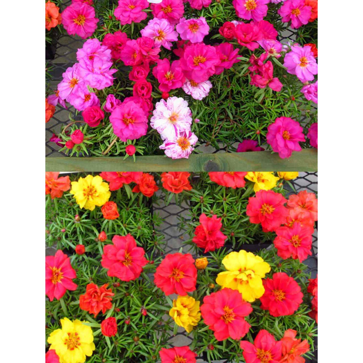 盆栽花卉四季种植半重瓣莲花籽种子枝太阳花死不了大花马齿苋