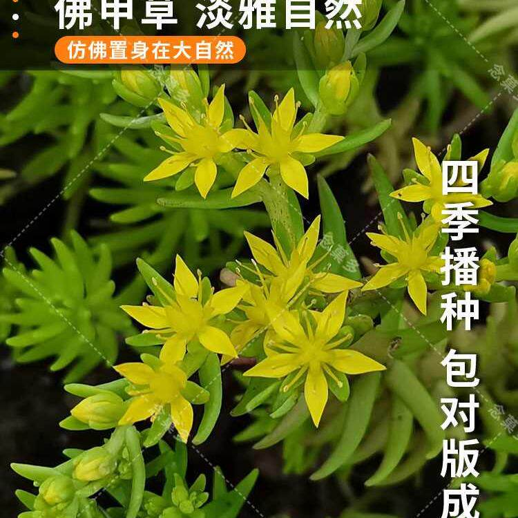 草佛甲草 种子佛甲草籽 草坪种子 耐热耐寒四季种籽楼顶屋顶绿化