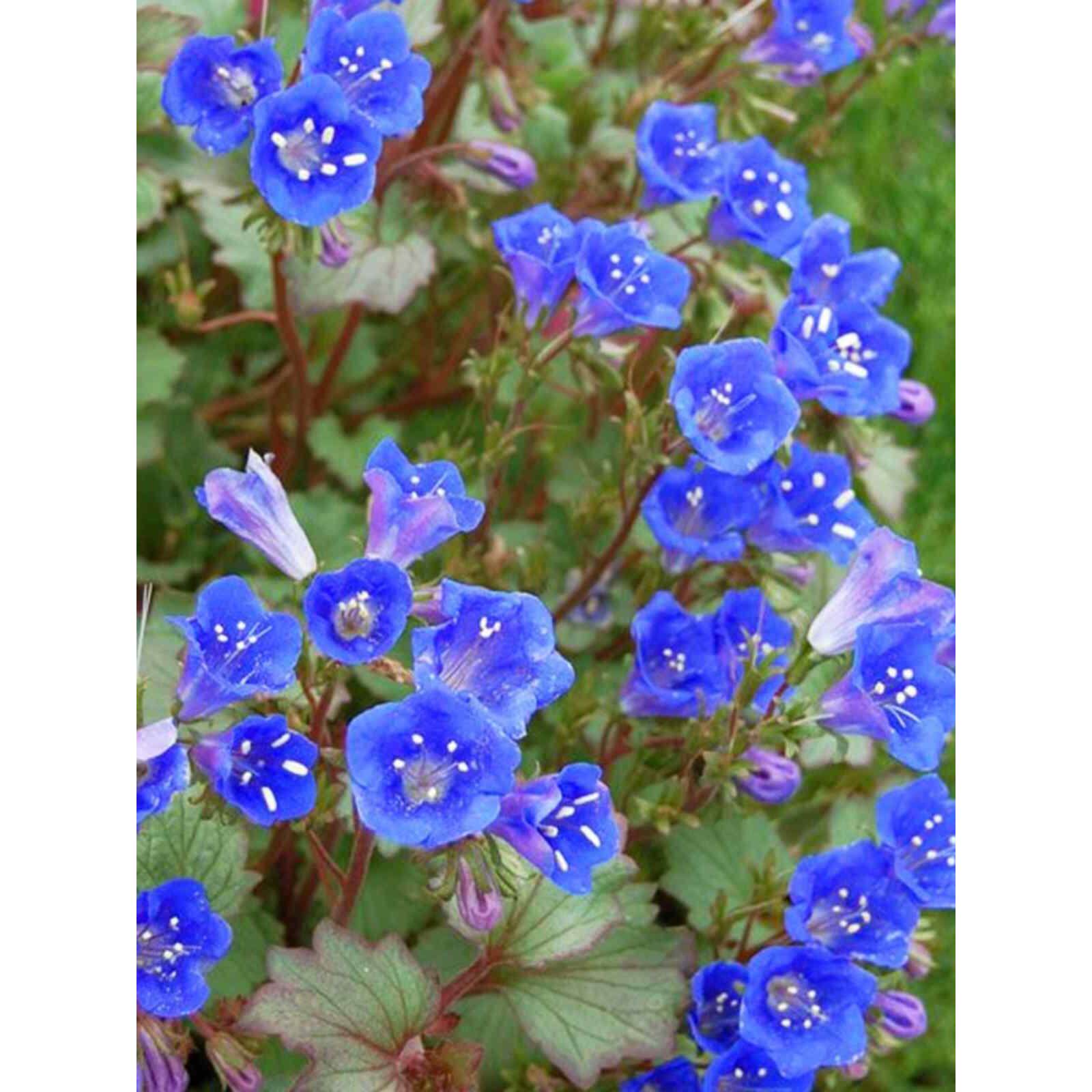 加州蓝铃花种子铃铛花籽钟穗花耐荫荒漠室内阳台盆栽庭院春秋播种