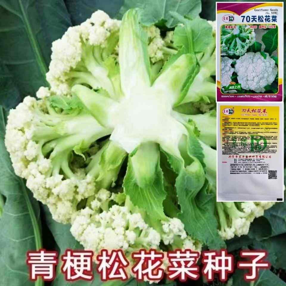热销四季种子蔬菜松花菜种籽青梗花椰菜花菜种孑春夏秋季播种
