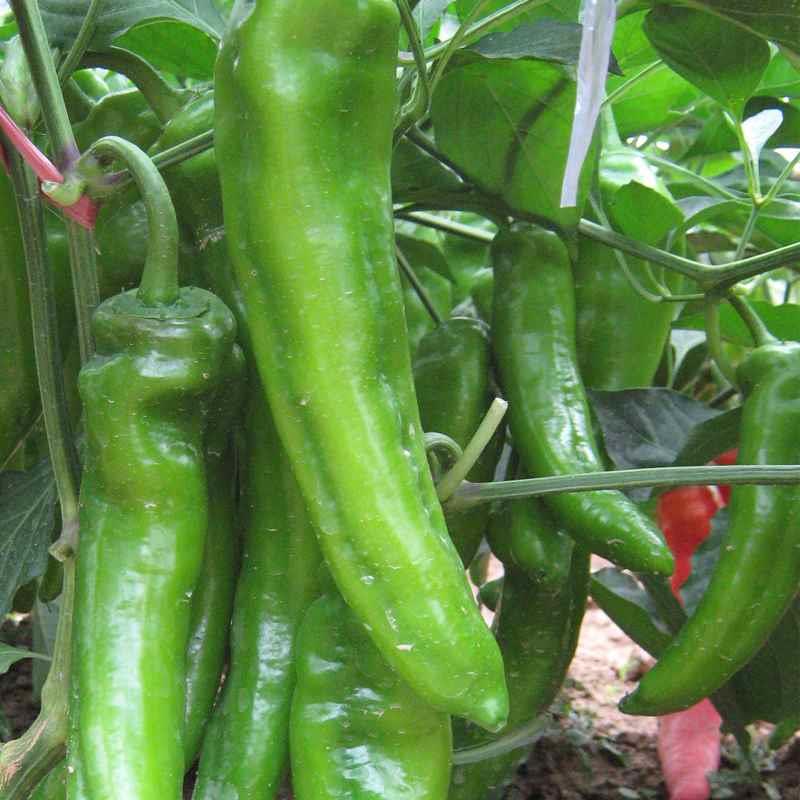 大果牛角种子椒肉厚青椒种籽四季盆栽辣椒种籽庭院菜园蔬菜种子孑