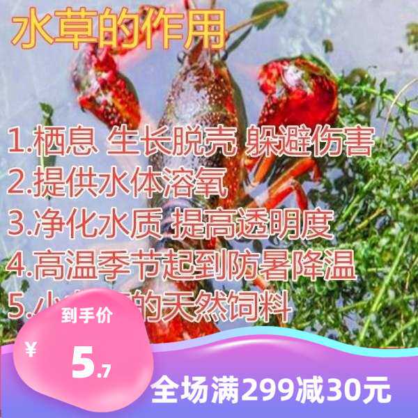 鱼塘水草种子伊乐藻轮叶黑藻小龙虾鱼蟹养殖水四季种植睡莲黑麦草