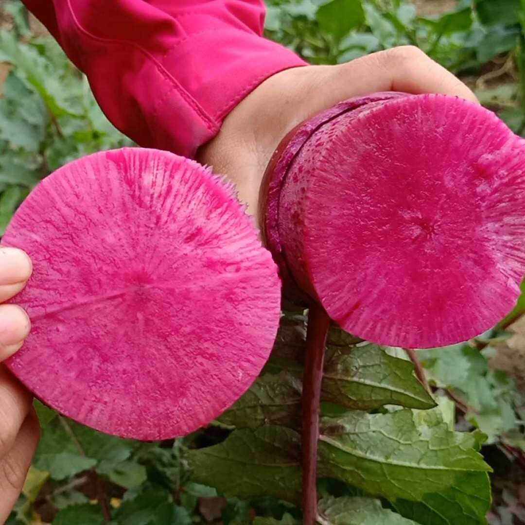 萝卜种子凤梨红皮红心萝卜韩翠2号水果萝卜种子生吃萝卜 高产萝卜