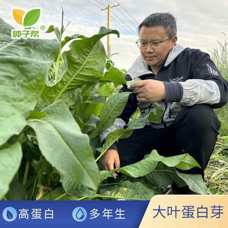 多梅克斯芽鲁蛋白大叶年生耐寒改善盐碱优良高产富含蛋白牧草种子