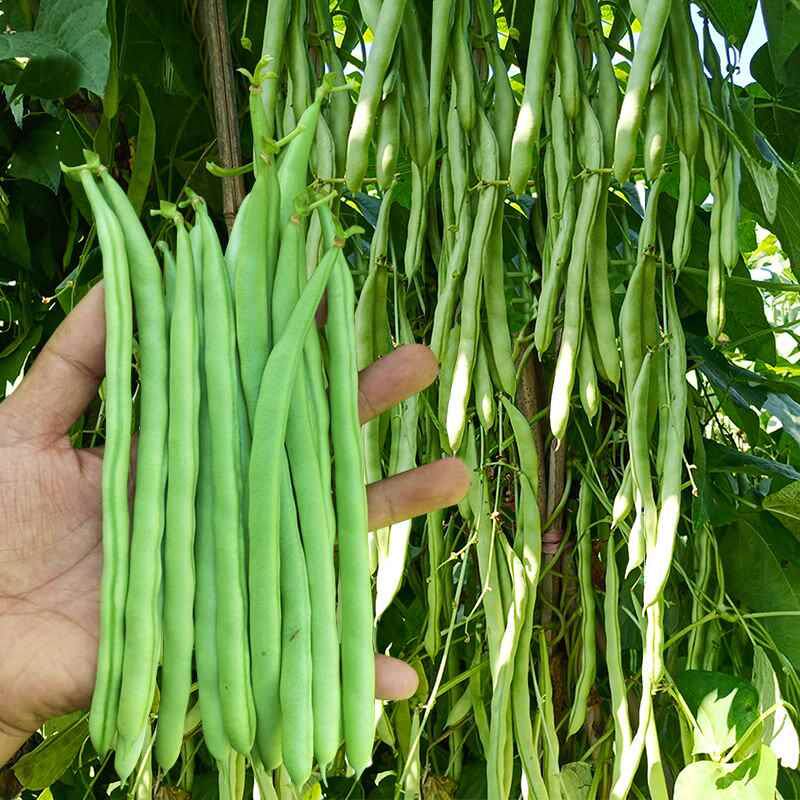 种子芸圆直甜玉豆豆荚豆种籽四季豆种孑早熟高产菜豆角种蔬菜种子