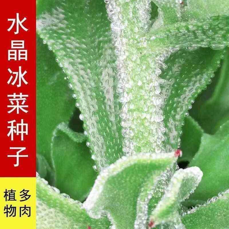 水晶冰草籽冰菜种子种四季阳台盆栽多次采摘自带冰晶蔬菜菜种