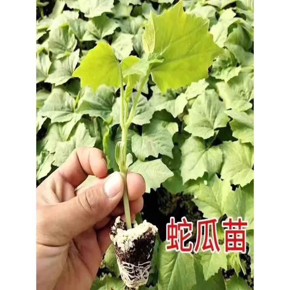 种苗豆蛇瓜种子蛇蛇豆角四季豆长豆角爬藤庭院蔬菜种子苗阳台盆栽