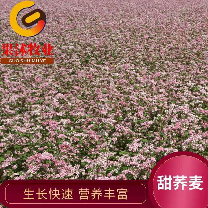 甜荞麦种子营养丰富作物蜜芽苗菜新种杂粮高源饲料牧草荞麦草种籽