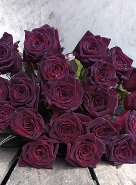 黑巴克月季花苗扦插/阳台庭院黑红色庭院阳台盆栽杯型切花