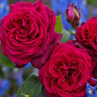 暗夜芬芳/狄安娜公爵夫人  月季 德国科尔德斯月季 灌木 强香