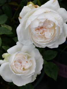 波莱罗月季扦插花苗浓香大花白色丰花多季开花庭院阳台盆栽