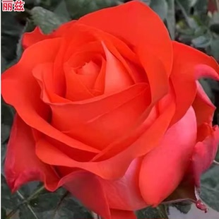 超新品丽兹月季肯尼亚深橘色切花玫瑰花苗庭院阳台盆栽四季花卉